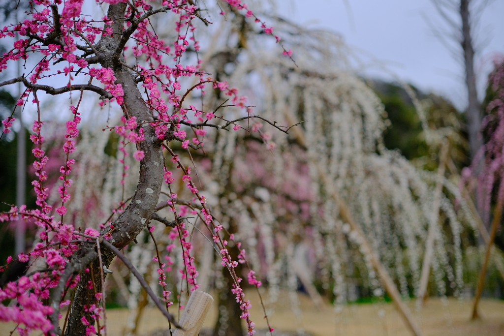 三室戸寺の枝垂れ桜