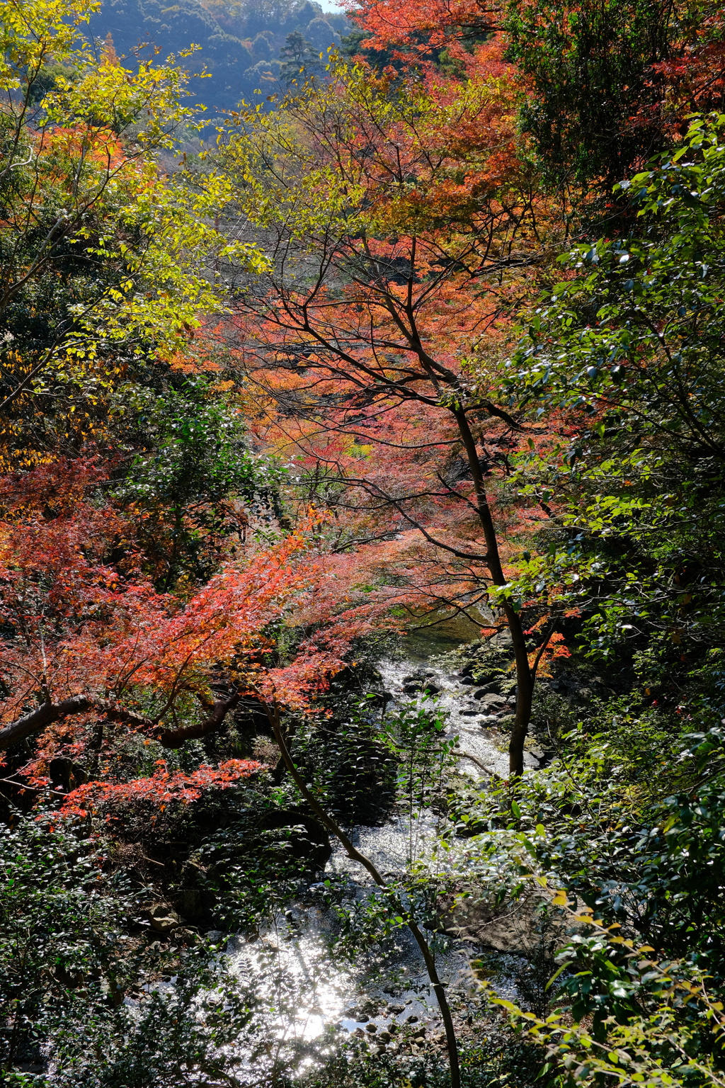 箕面公園の紅葉