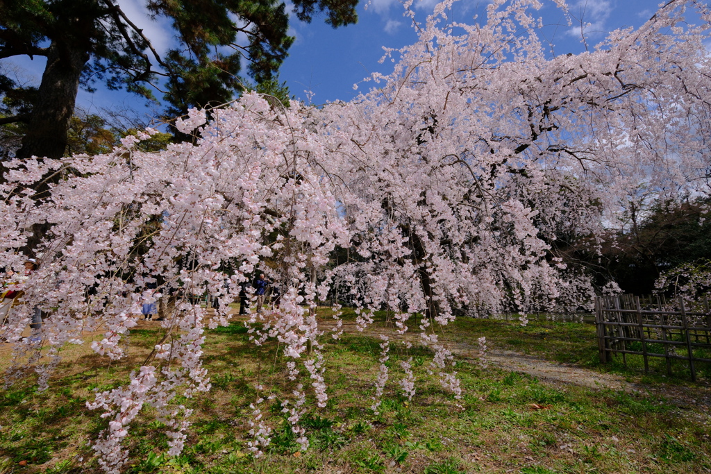 近衛邸跡の枝垂桜