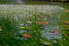 醒井　地蔵川の梅花藻