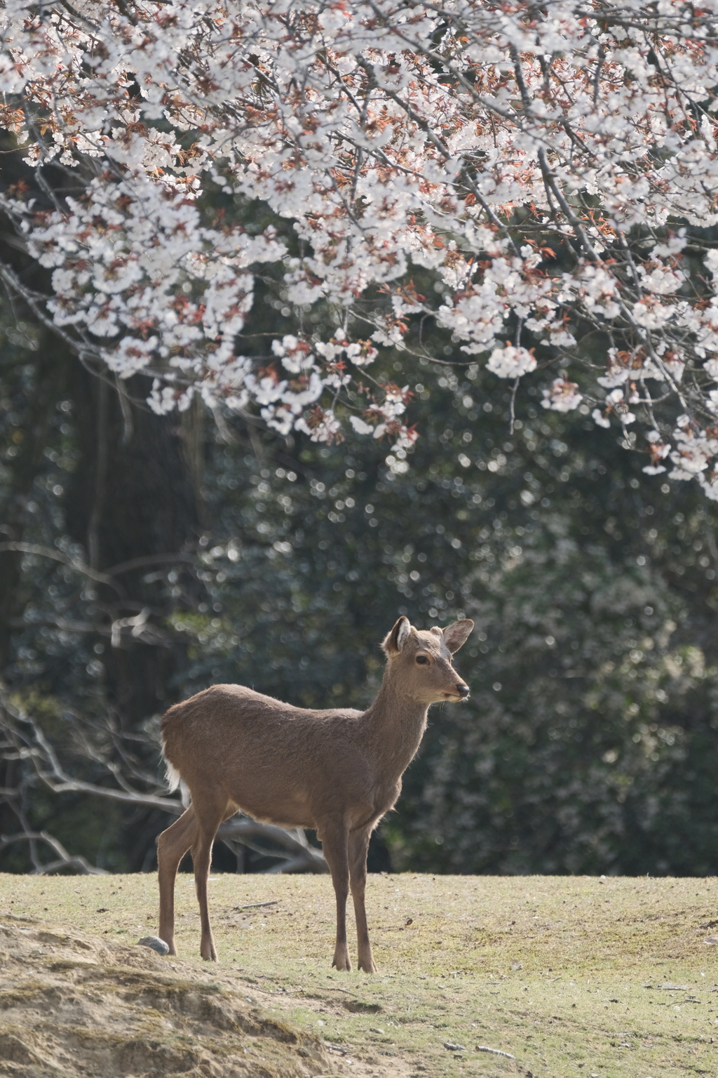 奈良公園の春