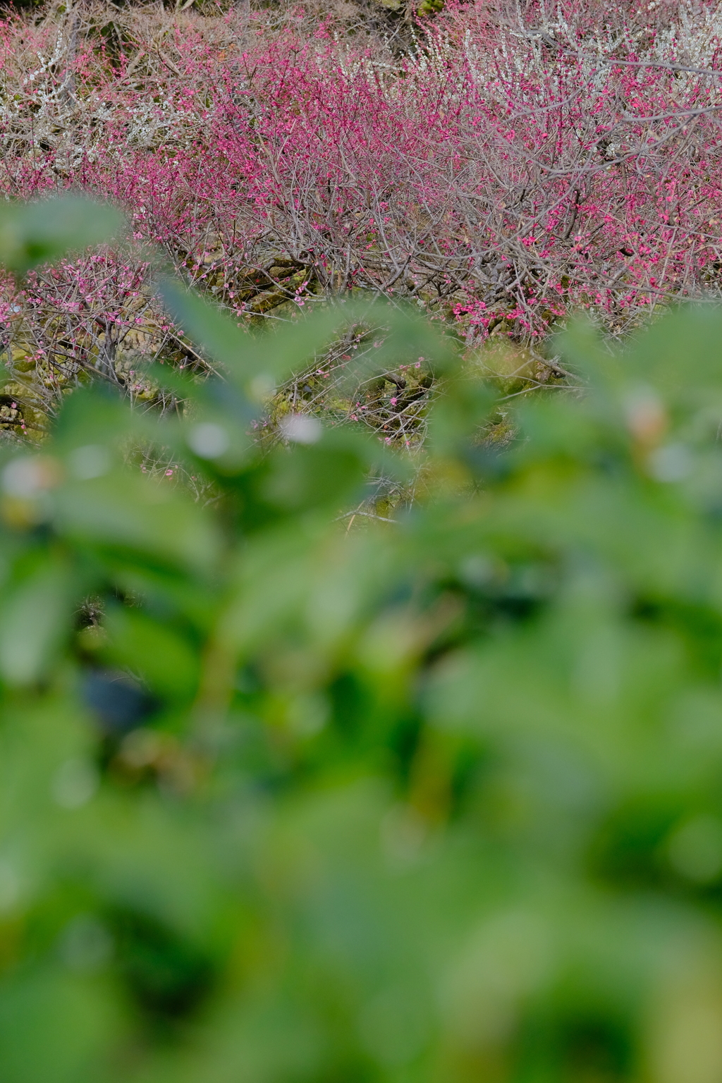 梅の花