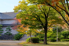大阪城公園の紅葉