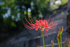 彼岸花