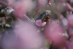 梅花爛漫