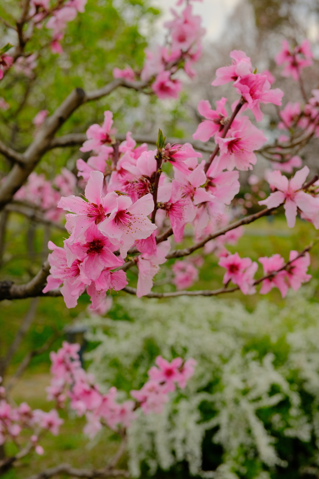 満開の桃の花