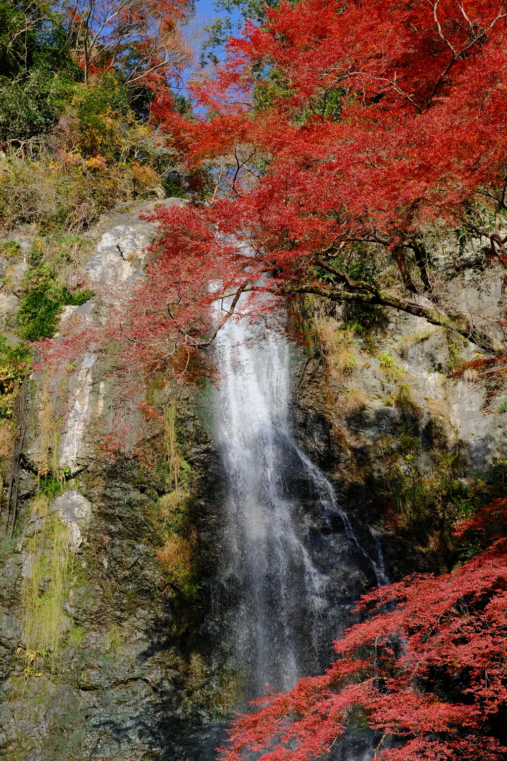 箕面公園の紅葉