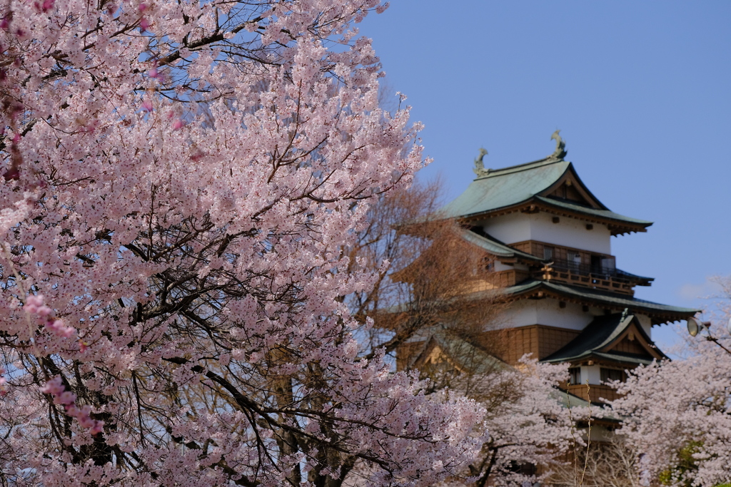 高島城の桜