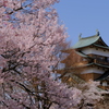 高島城の桜