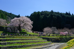 又兵衛桜