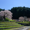 又兵衛桜