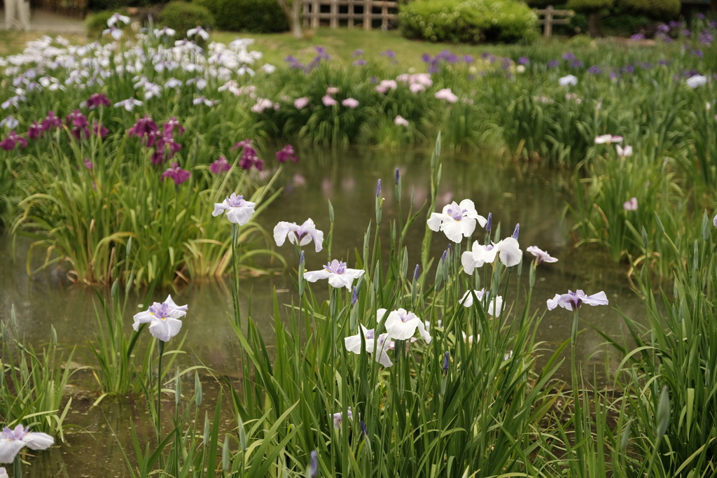 城北菖蒲園