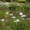 城北菖蒲園