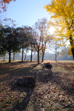 紅葉の奈良鹿