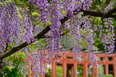 辛國神社の藤