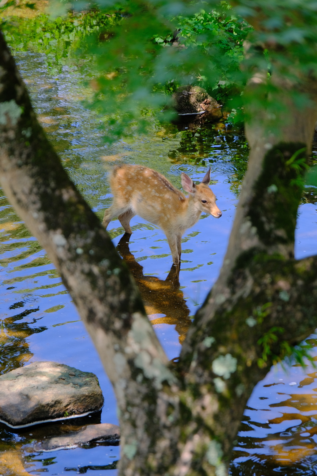 子鹿の水遊び