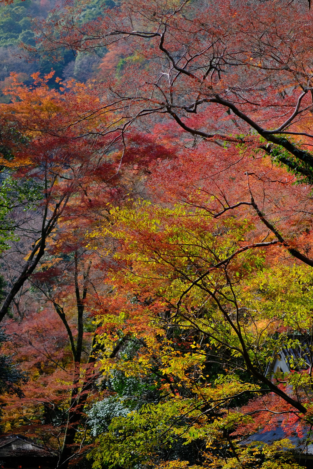 箕面公園の紅葉