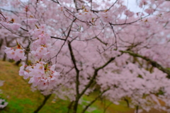 さくら