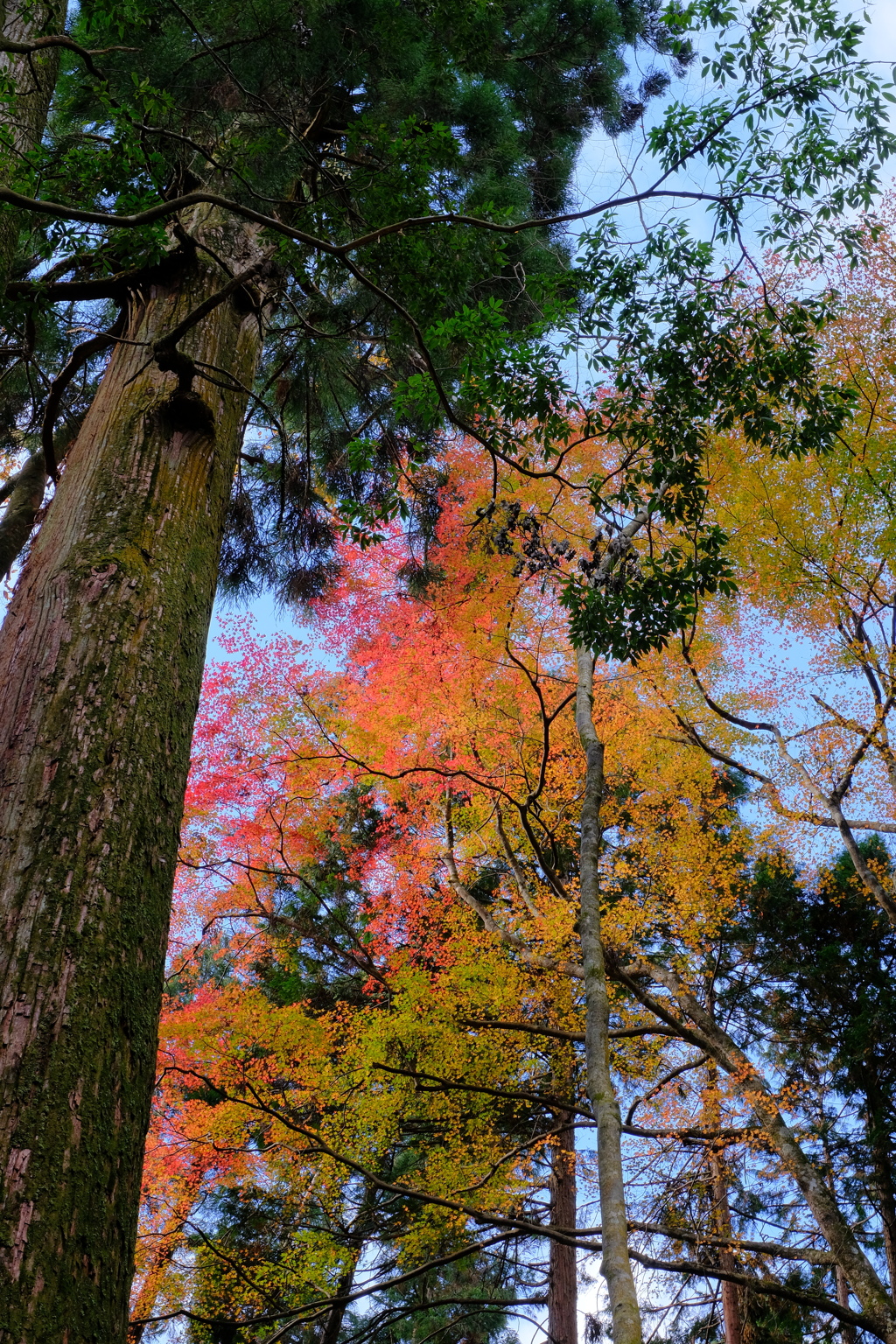 貴船口の紅葉