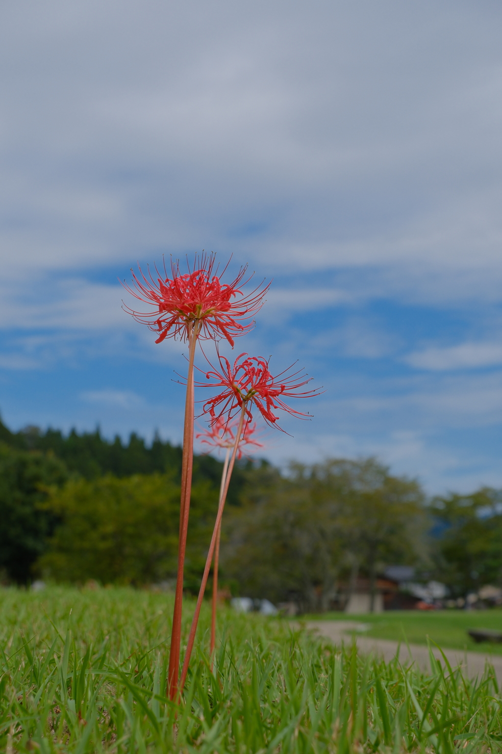 彼岸花