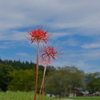 彼岸花
