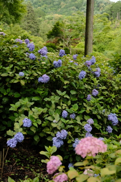 三室戸寺のアジサイ