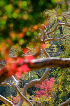 摂津峡の紅葉