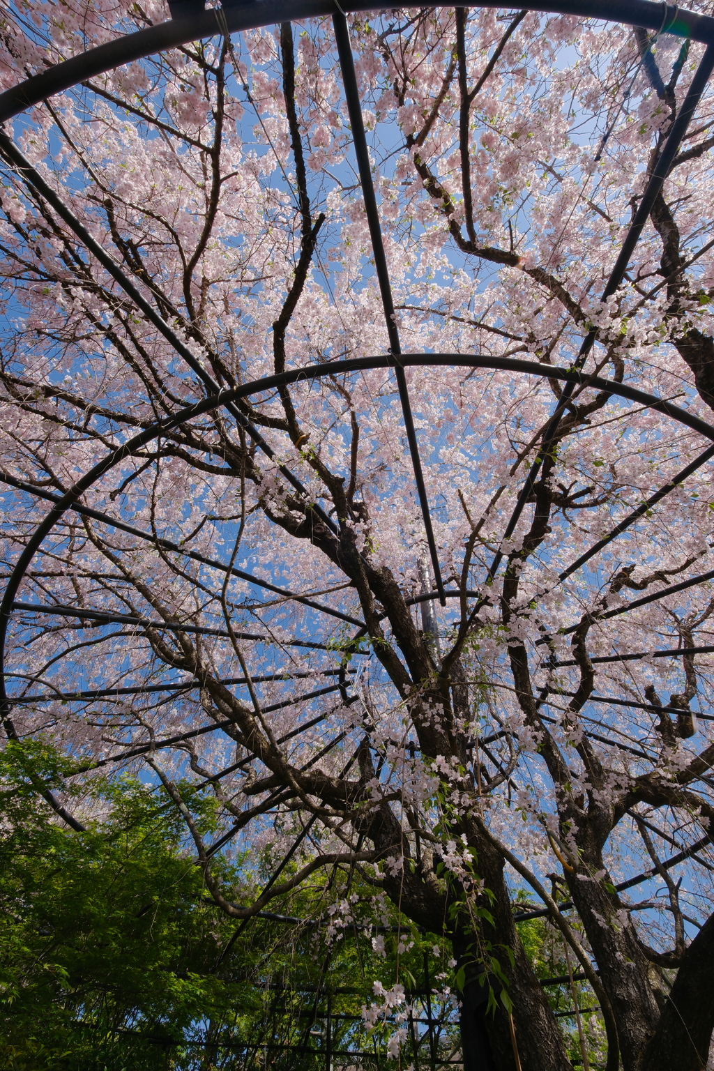 退蔵院の枝垂れ桜
