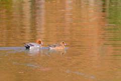 紅葉の中の水鳥