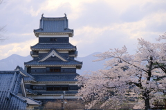 松本城と桜