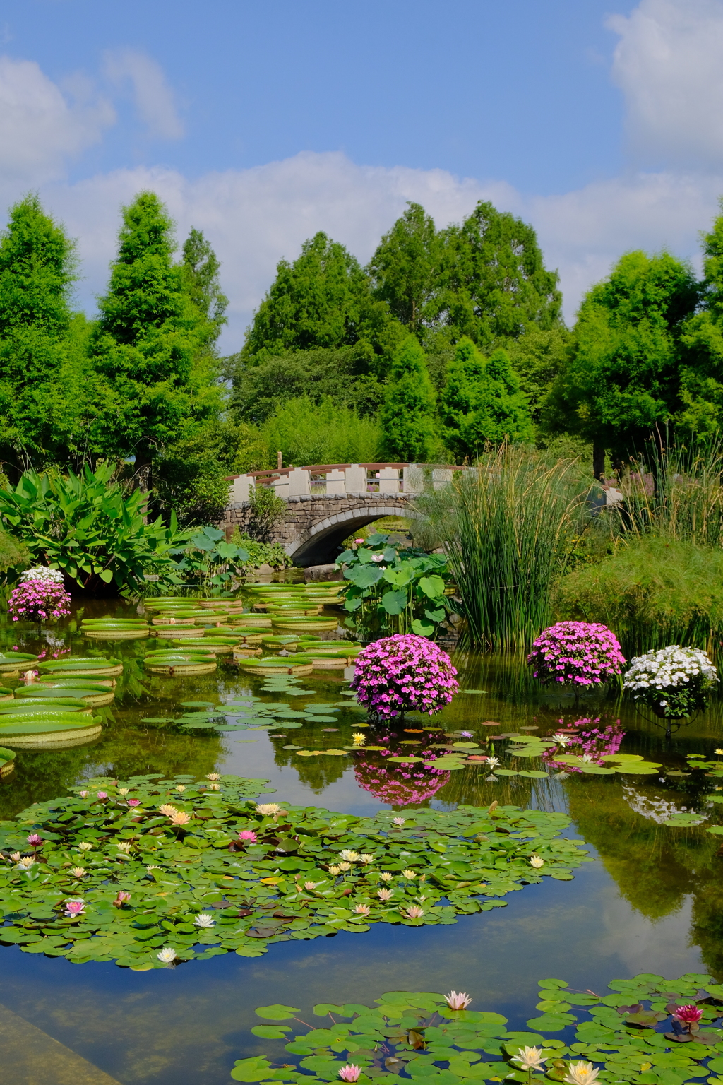 花影の池