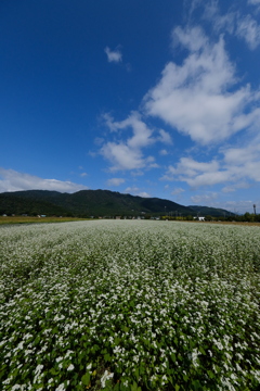 箱館山麓 そば畑