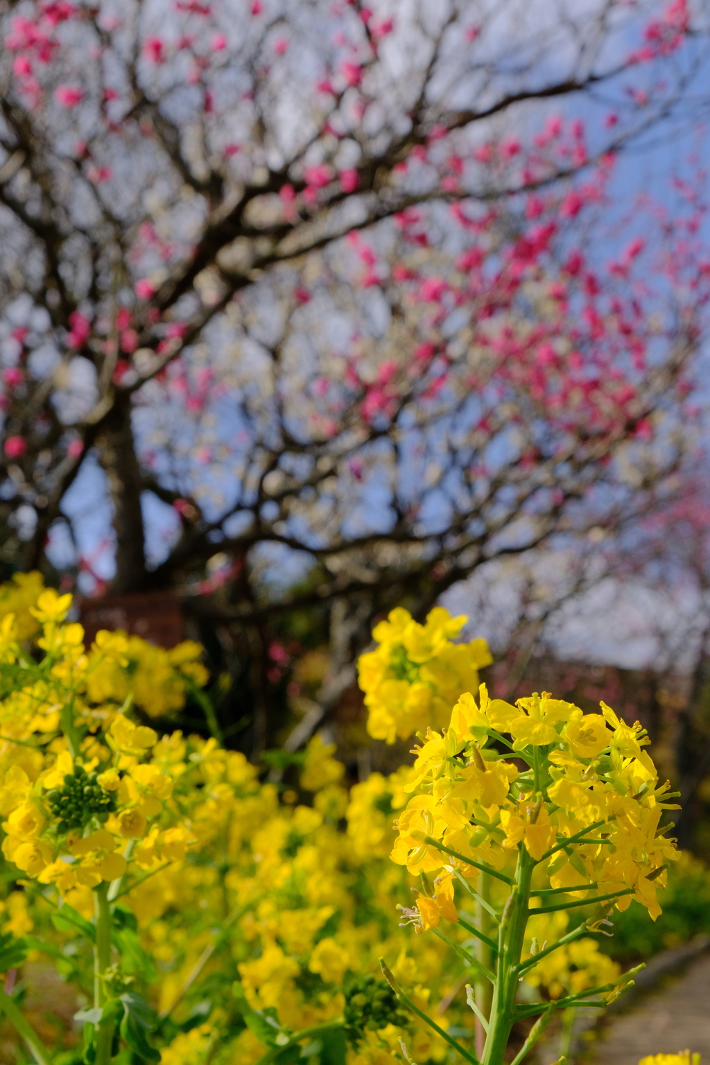 菜の花