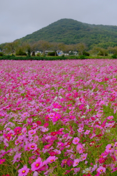 志方町のコスモス