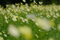 コスモスフェア コスモスフェア