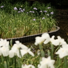 城北菖蒲園