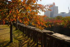 大阪城公園の紅葉