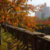 大阪城公園の紅葉