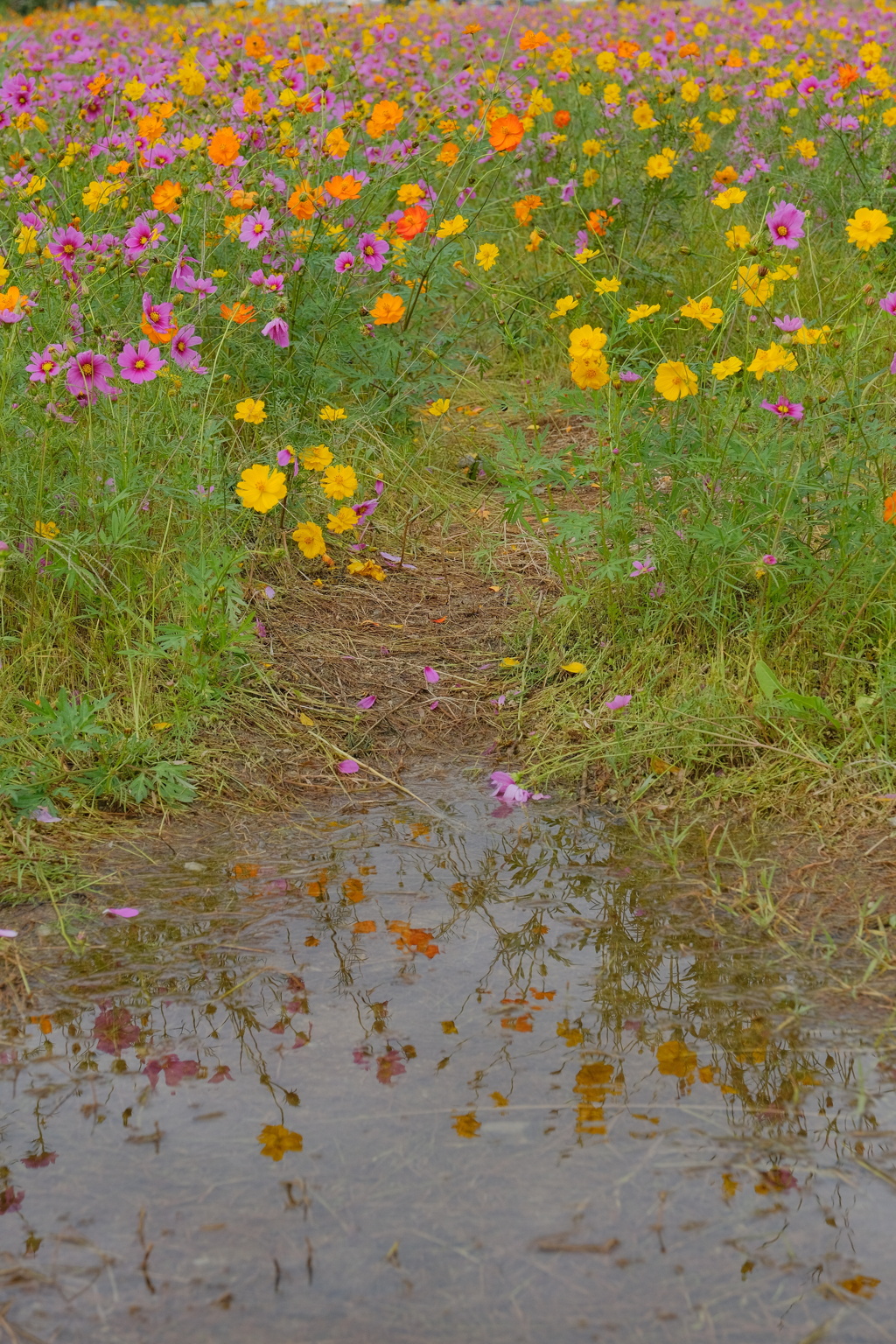 藤原宮跡の秋桜