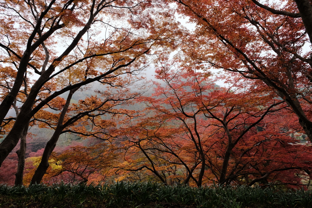吉野の紅葉