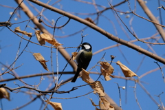シジュウカラ