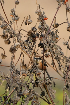 食事中；閲覧注意