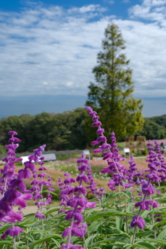 あわじ花さじき