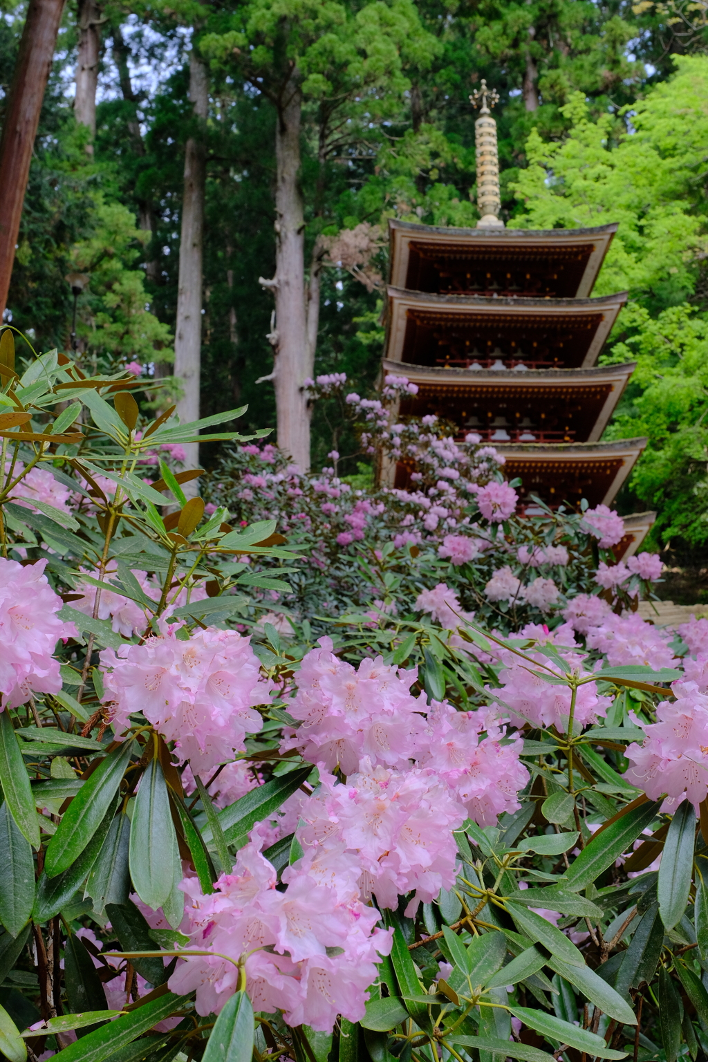 室生寺の石楠花