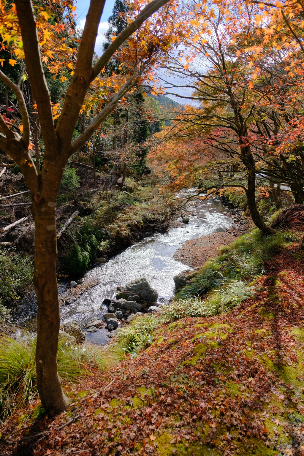 貴船口の紅葉