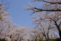 辯天宗冥應寺