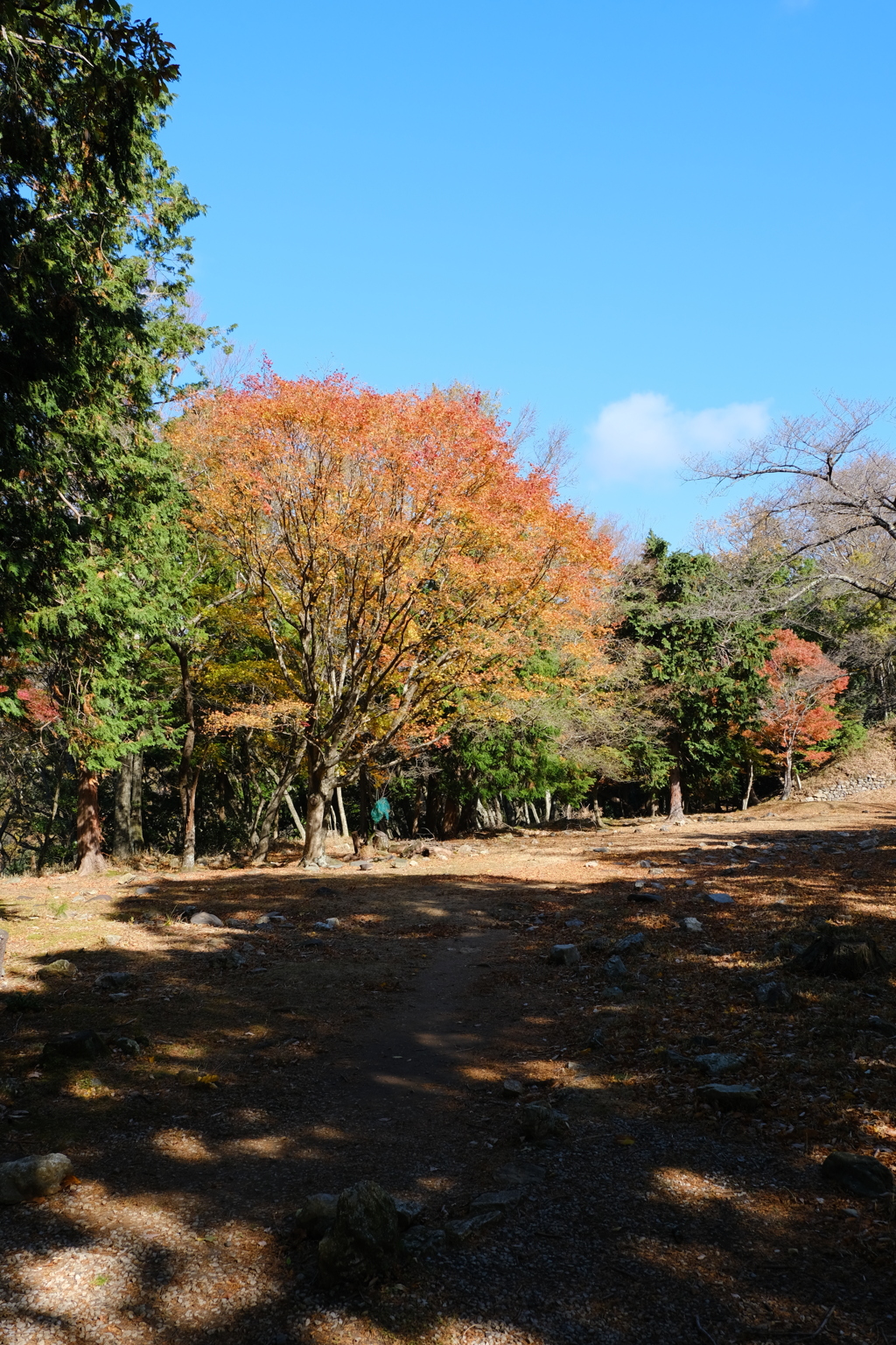 小谷城跡の紅葉