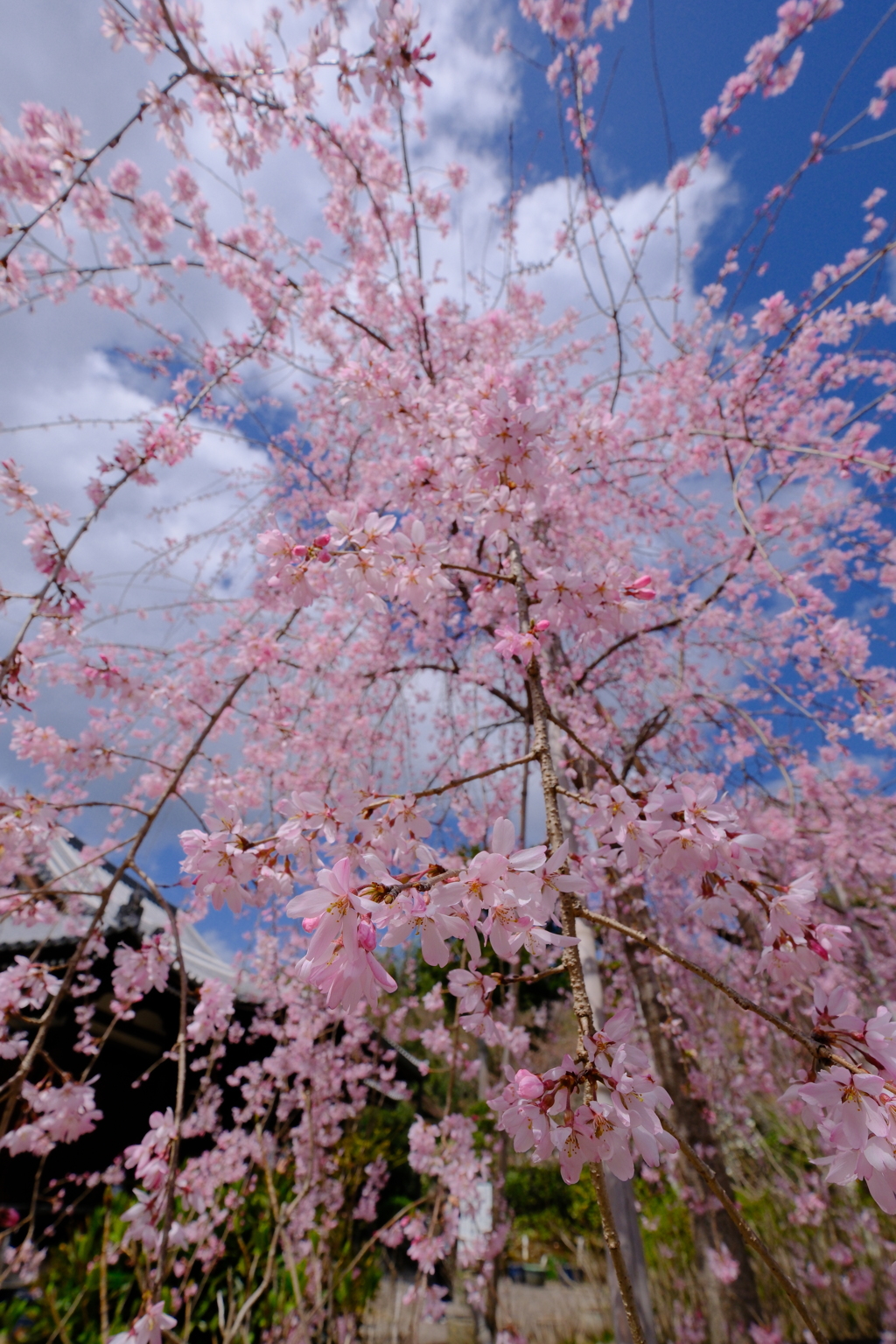 法金剛院の枝垂れ桜