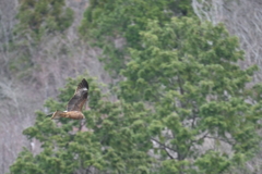 チョウゲンボウ？