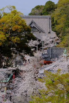 紀三井寺の桜